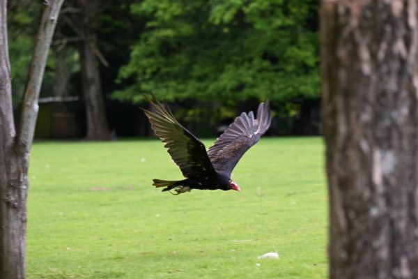 Animals, photo 6