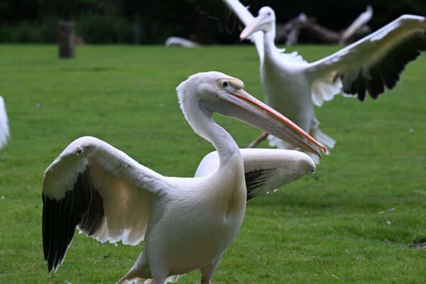 Animals, photo 5
