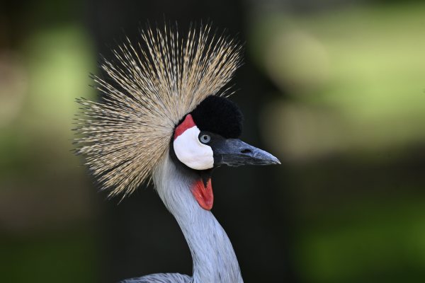 Animals, photo 4