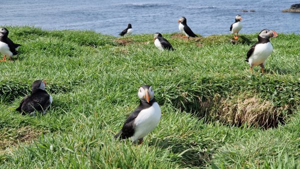 Animals, photo 53