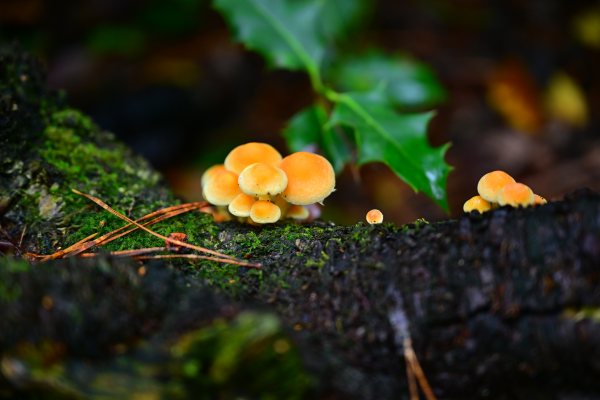 Nature, photo 6
